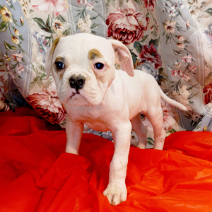 American Bulldog Puppy Susie