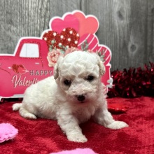 Bichon Frise Puppy Wyatt