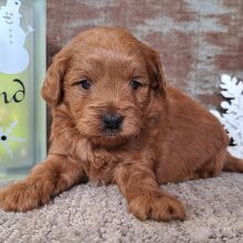 Goldendoodle Puppy Hero