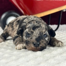 Goldendoodle Puppy Jack