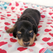 Dachshund Puppy Rocco
