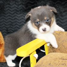 Pembroke Welsh Corgi Puppy Archie