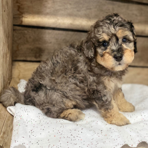 Bernedoodle Puppy Gracie