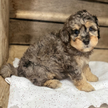 Bernedoodle Puppy Gracie