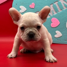 French Bulldog Puppy Ivan