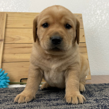 Labrador Retriever Puppy Cassie
