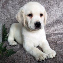 Labrador Retriever Puppy Edward