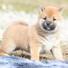 Shiba Inu Puppy Pistol