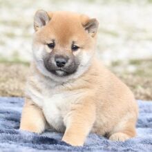 Shiba Inu Puppy Pistol