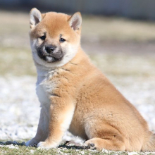 Shiba Inu Puppy Pistol