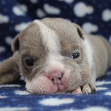 Bulldog Puppy Abby