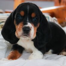 Basset Hound Puppy Karter