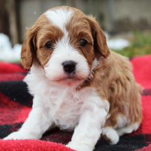 Cavapoo Puppy Chrissie