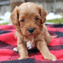 Cavapoo Puppy Jack