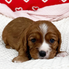 Cavapoo Puppy Walker