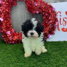 Havanese Puppy Justin
