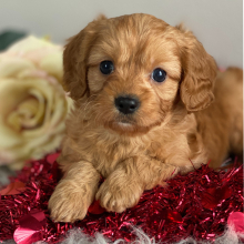 Cavapoo Puppy Jenson