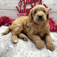 Goldendoodle Puppy Grayson