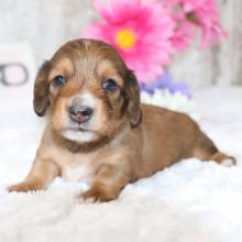 Dachshund Puppy Comet