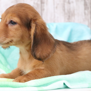 Dachshund Puppy Comet