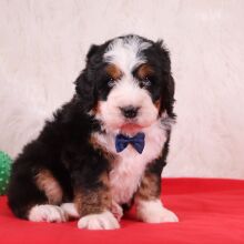 Bernedoodle Puppy Lennon