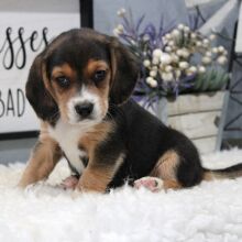 Beagle Puppy Kobi