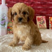 Cavapoo Puppy Walter