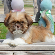 Puppy