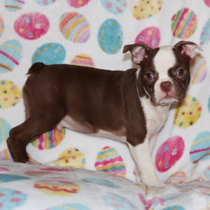 Boston Terrier Puppy Axel
