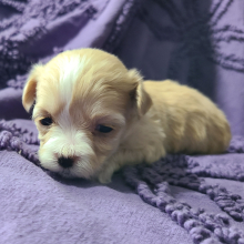 Maltipoo Puppy Ola