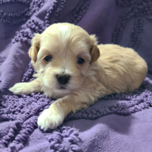 Maltipoo Puppy Odell
