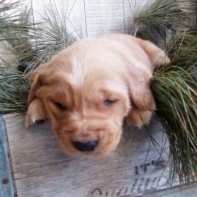 Golden Retriever Puppy Will
