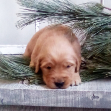 Golden Retriever Puppy Pippa