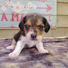 Beagle Puppy Allie