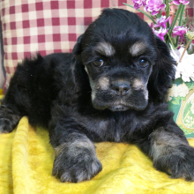 Cocker Spaniel Puppy Pretty