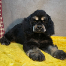 Cocker Spaniel Puppy Pretty
