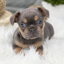 French Bulldog Puppy Loki