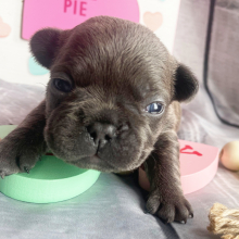 French Bulldog Puppy Xena
