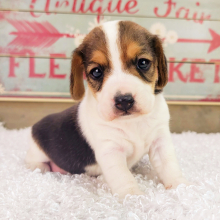 Beagle Puppy Milo