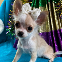 Chihuahua Puppy Bam Bam