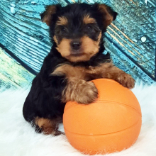 Yorkshire Terrier Puppy Kai