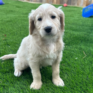 Goldendoodle Puppy Barbi