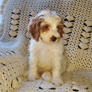 Cavapoo Puppy Saint