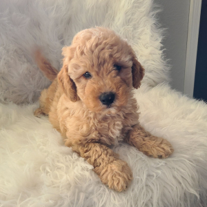 Goldendoodle Puppy Sailor