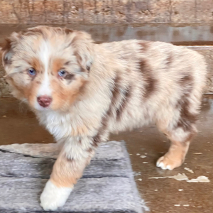 Australian Shepherd Puppy Dolly