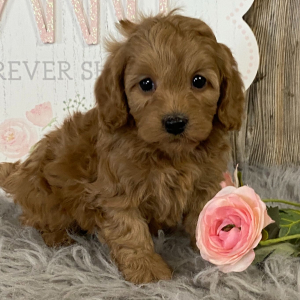 Cavapoo Puppy Parker