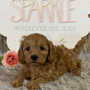 Cavapoo Puppy Parker