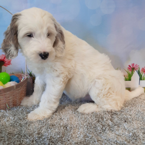 Sheepadoodle Puppy Cleo