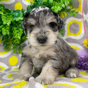 Miniature Schnauzer Puppy Emily