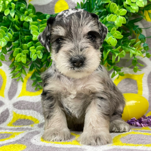Miniature Schnauzer Puppy Emily